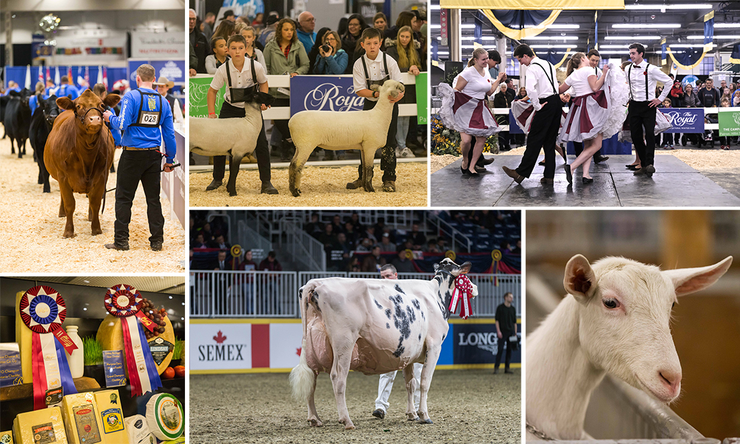 Agriculture Competitions PHYSICAL • The Royal Agricultural Winter Fair