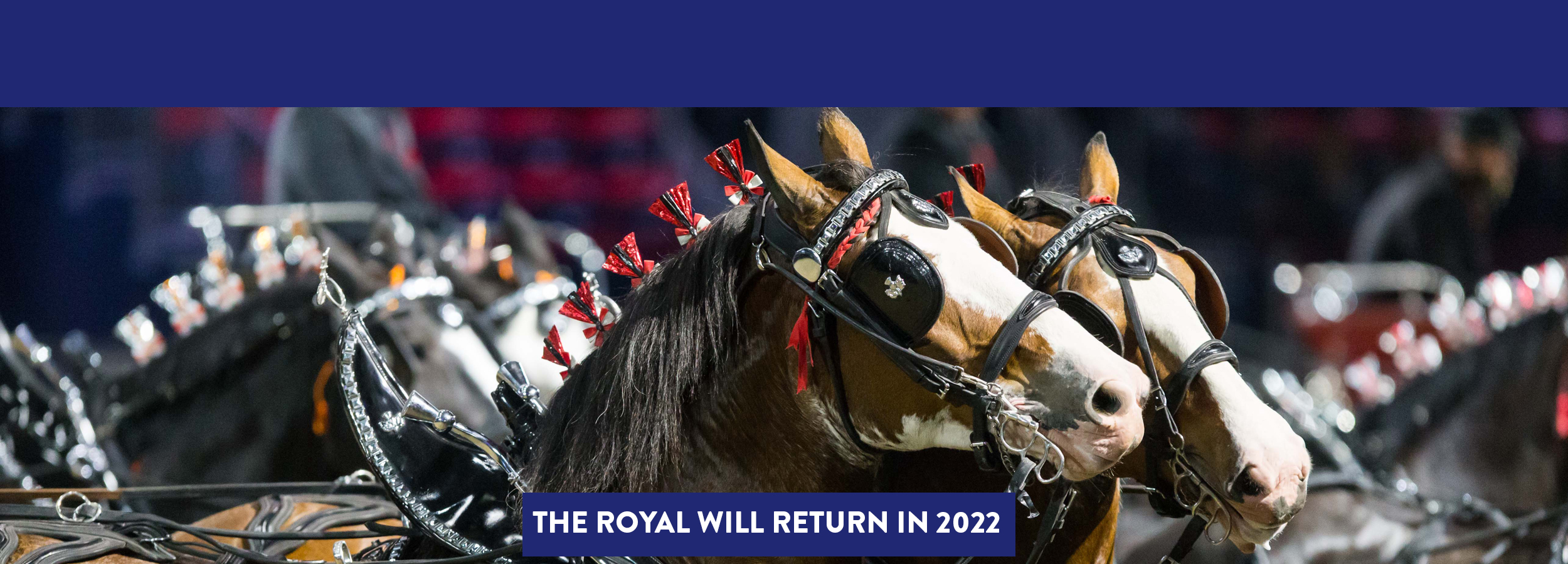 The Royal Agricultural Winter Fair Stay Tuned For Exciting News From The Royal Royal Winter Fair Jersey Show 2022